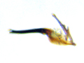 Coniopteryx tineiformis paramere